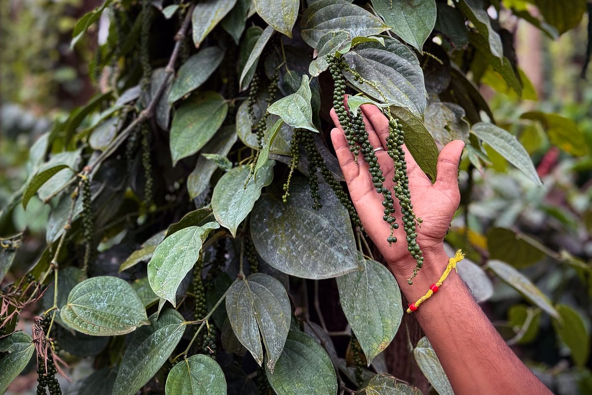 Yagachi Plantations: Pepper vine